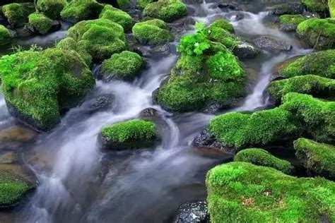 青苔水|鱼缸里想要培养出青苔水的重点在哪，我们要去宏观调。